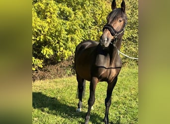 Trakehner, Gelding, 18 years, 16,1 hh, Bay-Dark
