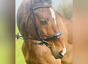 Trakehner, Gelding, 18 years, 16,2 hh, Brown-Light