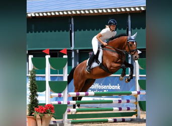 Trakehner, Gelding, 19 years, 16.2 hh, Brown-Light