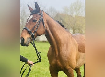 Trakehner, Gelding, 19 years, 16.2 hh, Brown-Light