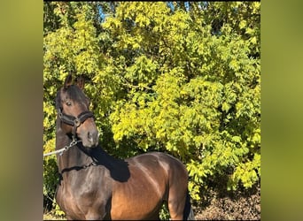 Trakehner, Gelding, 19 years, 16,1 hh, Bay-Dark