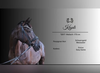 Trakehner, Gelding, 19 years, 17 hh, Bay-Dark