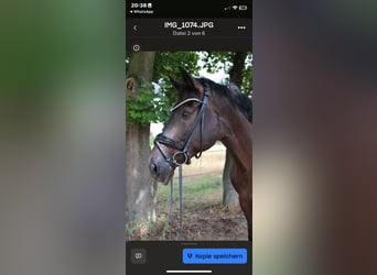Trakehner, Gelding, 19 years, 17 hh, Bay-Dark