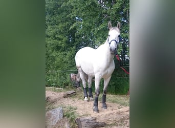 Trakehner, Gelding, 20 years, 16 hh, Grey
