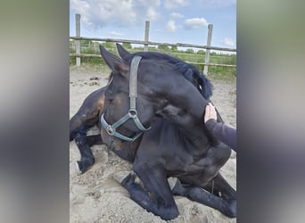 Trakehner, Gelding, 20 years, 16 hh, Smoky-Black