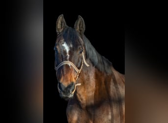 Trakehner, Gelding, 20 years, 16,1 hh, Brown