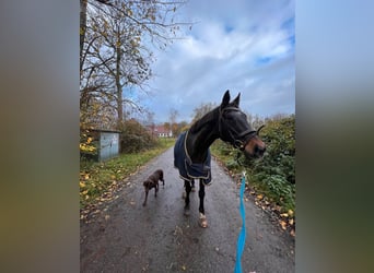 Trakehner, Gelding, 24 years, 16,3 hh, Brown