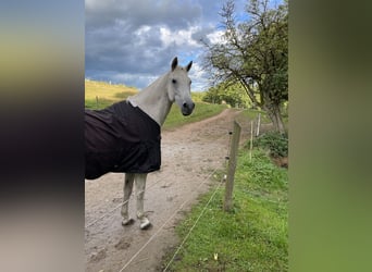 Trakehner, Gelding, 24 years, 17 hh, Grey-Fleabitten