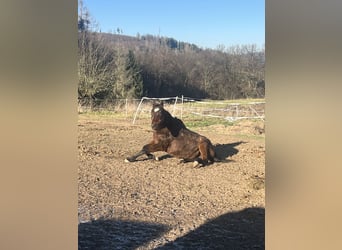 Trakehner, Gelding, 25 years, 16 hh, Bay-Dark