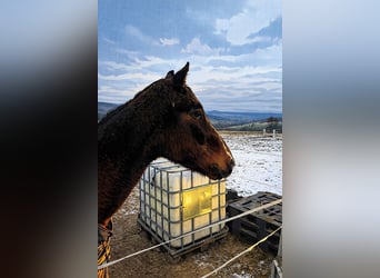 Trakehner, Gelding, 25 years, 16 hh, Bay-Dark