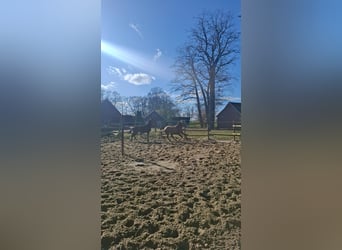 Trakehner, Gelding, 2 years, 15.2 hh, Can be white