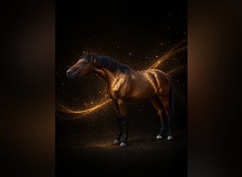 Trakehner, Gelding, 2 years, 15.3 hh, Brown