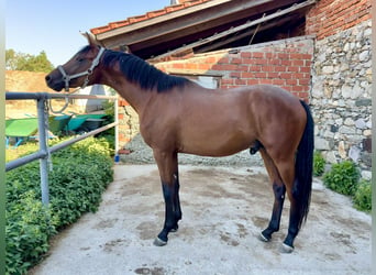 Trakehner, Gelding, 2 years, 15.3 hh, Brown