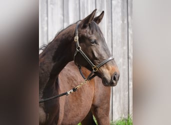 Trakehner, Gelding, 2 years, 15,2 hh, Bay-Dark