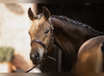 Trakehner, Gelding, 2 years, 16,1 hh, Brown