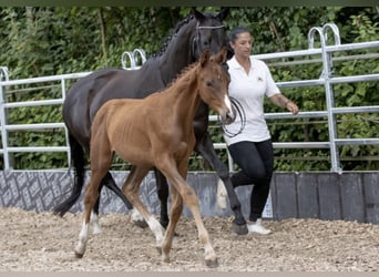 Trakehner, Gelding, 2 years, 16.1 hh, Chestnut-Red