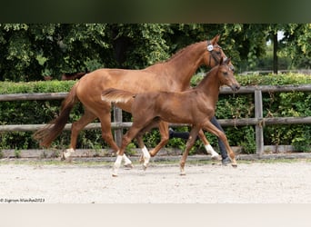 Trakehner, Gelding, 2 years, 16.1 hh, Chestnut-Red