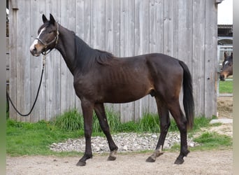 Trakehner, Gelding, 2 years, 16.1 hh, Smoky-Black