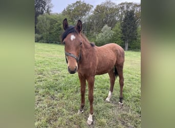 Trakehner, Gelding, 2 years, 16 hh, Brown