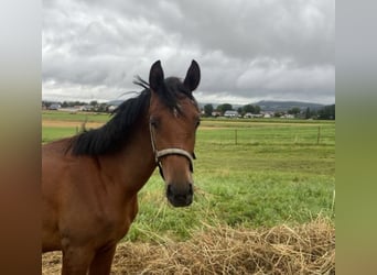 Trakehner, Gelding, 2 years, 16 hh, Brown
