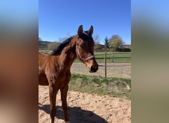 Trakehner, Gelding, 2 years, 16 hh, Brown