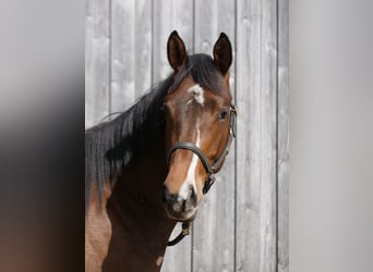 Trakehner, Gelding, 2 years, 16 hh, Brown