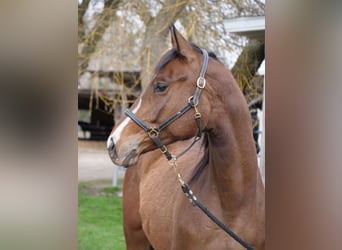 Trakehner, Gelding, 2 years, 16 hh, Brown