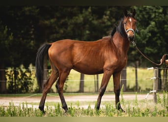 Trakehner, Gelding, 2 years, 16 hh, Brown