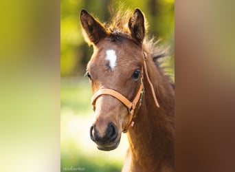 Trakehner, Gelding, 2 years, 16 hh, Brown
