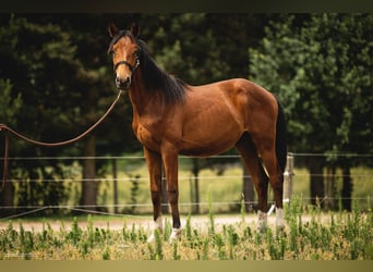 Trakehner, Gelding, 2 years, 16 hh, Brown
