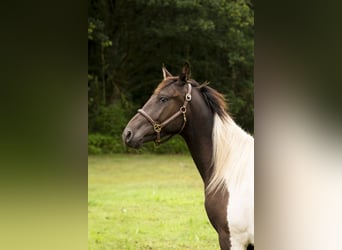 Trakehner, Gelding, 2 years, 16 hh, Pinto