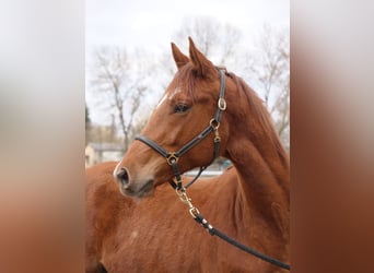 Trakehner, Gelding, 2 years, 16,1 hh, Chestnut-Red