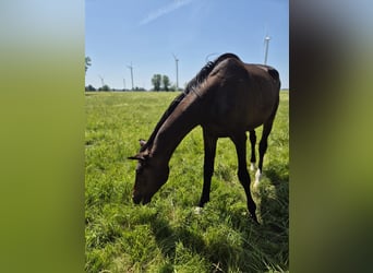 Trakehner, Gelding, 2 years, 16,1 hh, Smoky-Black