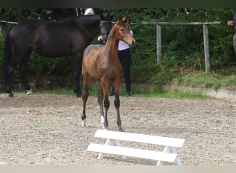 Trakehner, Gelding, 2 years, 16,1 hh, Smoky-Black