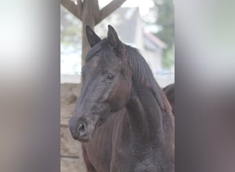 Trakehner, Gelding, 2 years, 16,2 hh, Smoky-Black