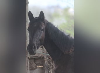 Trakehner, Gelding, 2 years, 16,2 hh, Smoky-Black