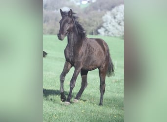 Trakehner, Gelding, 2 years, 16,2 hh, Smoky-Black