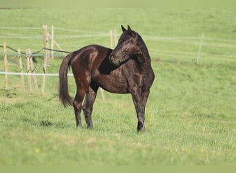 Trakehner, Gelding, 2 years, 16,2 hh, Smoky-Black
