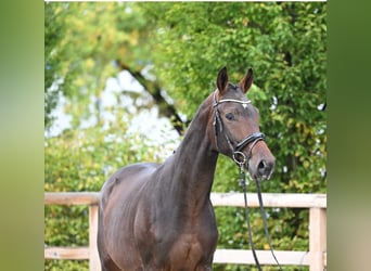 Trakehner, Gelding, 2 years, 17 hh, Brown