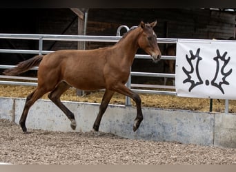 Trakehner, Gelding, 2 years, Brown