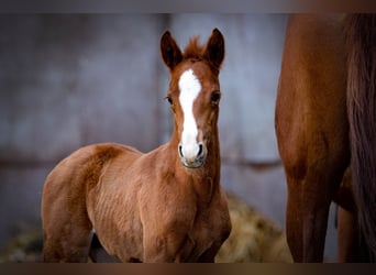 Trakehner, Gelding, 3 years, 14,3 hh, Chestnut-Red