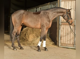 Trakehner, Gelding, 3 years, 15.1 hh, Brown