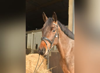 Trakehner, Gelding, 3 years, 15.1 hh, Brown