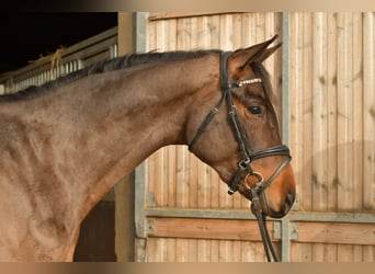 Trakehner, Gelding, 3 years, 15.1 hh, Brown