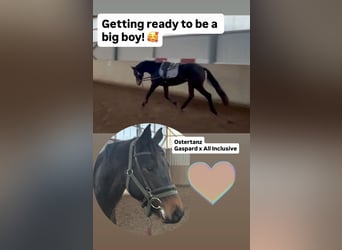 Trakehner, Gelding, 3 years, 15.3 hh, Brown