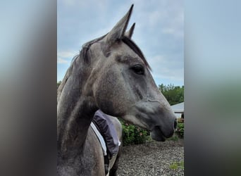 Trakehner, Gelding, 3 years, 15.3 hh, Grey