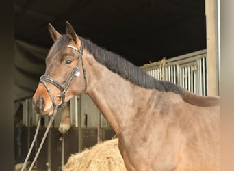 Trakehner, Gelding, 3 years, 15,1 hh, Brown