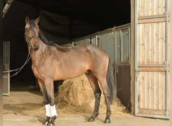 Trakehner, Gelding, 3 years, 15,1 hh, Brown