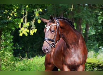Trakehner, Gelding, 3 years, 15,1 hh