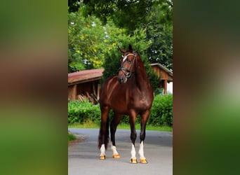 Trakehner, Gelding, 3 years, 15,1 hh